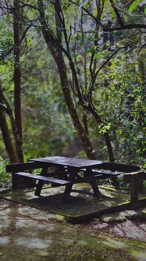 Where are the best picnic places in Springbrook?