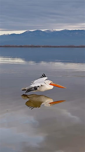 Some pilots use instruments others instinct and feathers. #dalmatianpelicans #reflections #pelicans