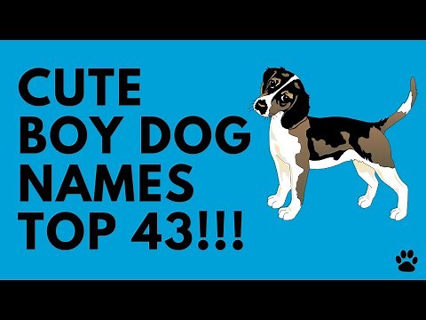 Cute Boy Dog Names - 43 BRILLIANT Ideas!!! | Names