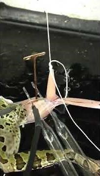 Stimulation of frog muscle
