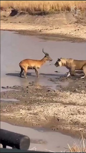 Lions vs Antelope Near Crocodile River