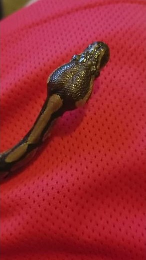 Baby Ball Python Making Noises Stuck Shed In Nose Causes Sound