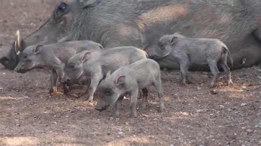 Understanding Wild Boars and Their Behavior