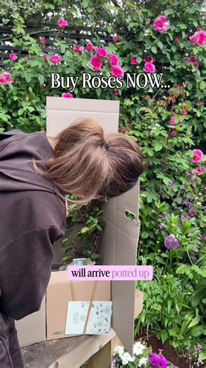 Buy Roses Now... Potted rose season #garden#gardening#gardeningtips #shorts