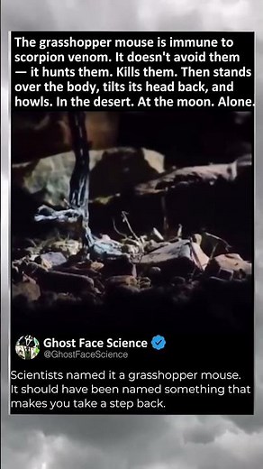 The Mouse That Hunts Scorpions and Howls at the Moon