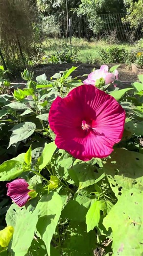 Growing Sweet Potatoes on Trellis - Sweet Potato Flowering #shorts #garden #sweetpotato