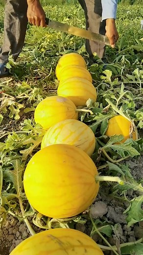 Yellow watermelon #watermelon #fruit | Jacky Zh