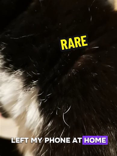 Subversive Smurf (@subversivesmurf)’s videos with original sound - Subversive Smurf