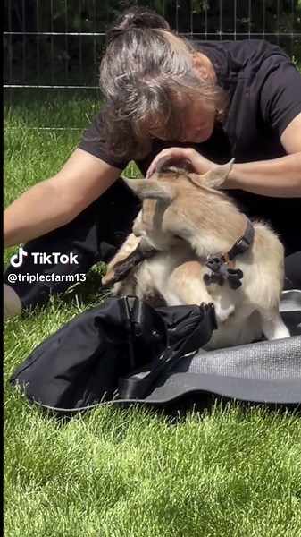 Triple C Farm on TikTok