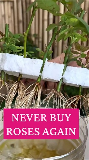 Rose Cutting Propagation |Grow Roses From Cuttings #gardening #propagation #rose #cuttingpropagation