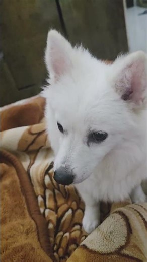 Too hungry dogThe Exact Moment He Surrendered 😭🐶 #shorts #funnydog #relatable