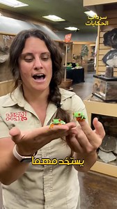 🟢 الضفدع Red-eyed Tree Frog واستخدام عيناه المفزعتين | الثقافة العسكرية