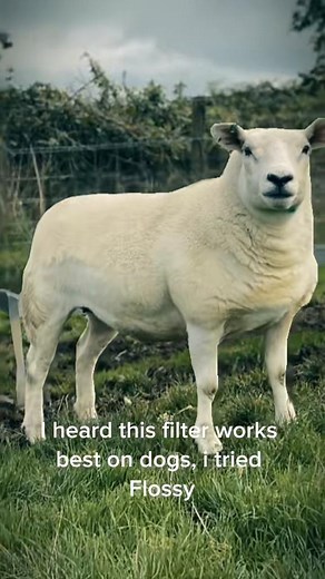 Meet the Adorable Sheep of Texel!