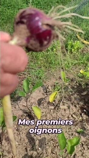 Oignons Rouges du Jardin