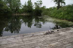 Build a Better Fishing Pond - Game & Fish