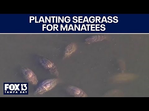 Planting seagrass for manatees