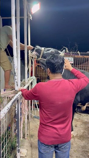 A method of keeping a bull calm is to pierce its nose with a rope.#bull #farming #healthcare