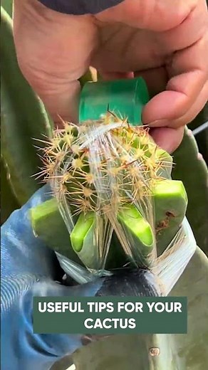 How to Graft Cactus Step-by-Step (Easy Beginner's Guide)