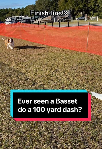 Basset Hound's 100-Yard Dash Adventure