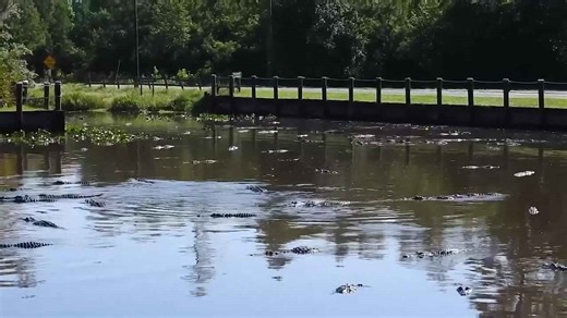 Over 100 Alligators Gather at Stephen C. Foster State Park