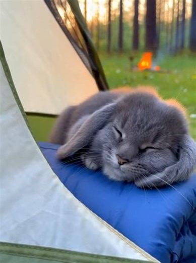 #cabbit #camping #rabbit #cat | cabbit
