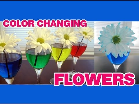 COLOR CHANGING FLOWERS Easy Kids Science Experiment