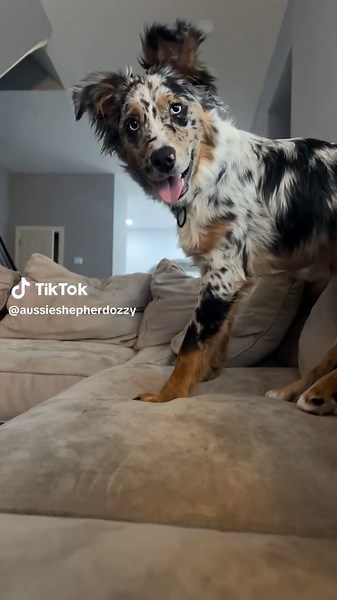 Fun and Playful Australian Shepherd at Playtime