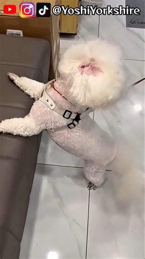 Que cachorro ESQUISITO é esse?