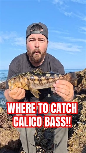 How to Catch Calico Bass #fishing #socalfishing #surffishing