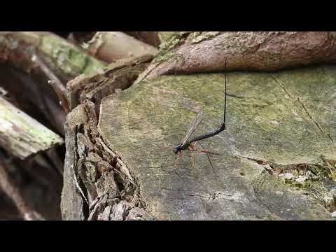 Schlupfwespe legt Ei in Baumstumpf