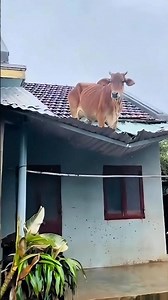 Animais Encontrados em Lugares BIZZAROS! #curiosidades #animais #bichos