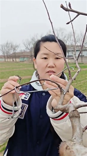 #Agriculture Innovation 🌳 #Fruit Tree Branch Puller Tool in Action