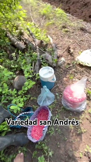 Sembraremos esta variedad de maíz 🌽 #agricultura