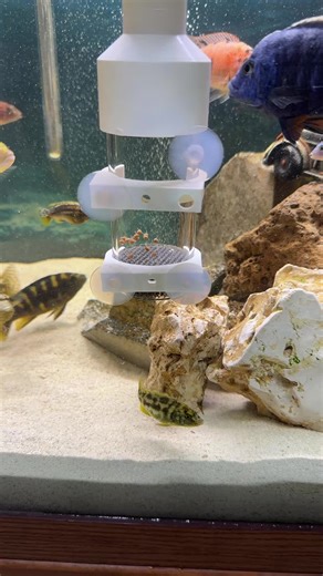 The Fascinating World of African Cichlids: Care and Breeding