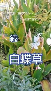 白蝶草2・続き #白蝶草1🦋Gaura