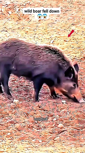 #wildboar #wildanimals #wildlife #Nature | Mang Burik