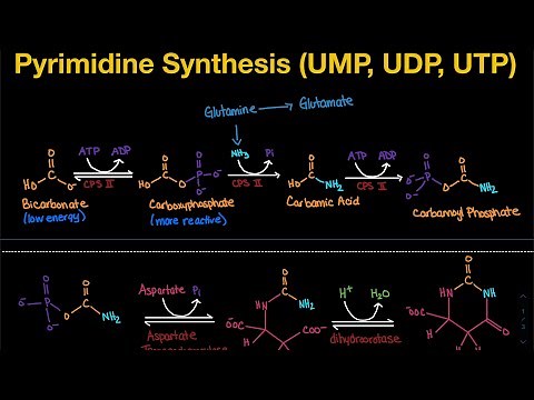 Pyrimidine Synthesis: De Novo Pathway (UMP, UDP, UTP) | Biochemistry