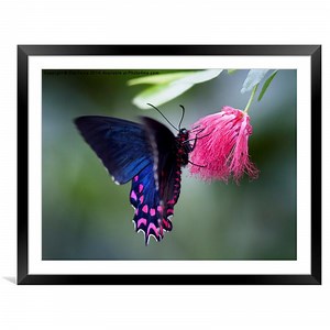 Pink Cattleheart Butterfly Picture Framed & Mounted Wall Art in Colour by Zoe Ferrie ID #358175