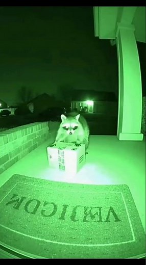 Sneaky raccoon package theif🦝😅