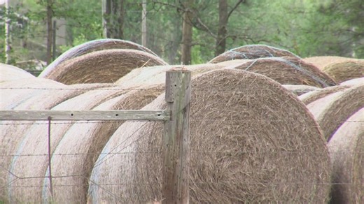 'It’s all a gamble,' Arkansas cattle farmers fighting crippling impacts of drought | Haystack News