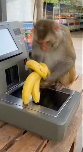 Monkey Checkout Chaos: Banana Scan Goes Terribly Wrong!#shorts #animals #Monkey