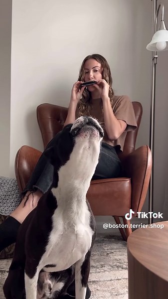 Conciertos Gratis con Mi Perro Boston Terrier