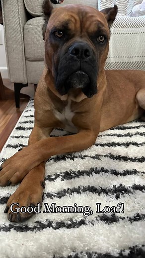 Good Morning, Loaf!!! Shocked and Baffled how this kid isn’t in a forever home yet! He’s a 2 year old mastiff who is good with dogs and can’t wait to meet you. Adoption applications are available on our website. Happy Monday! #loaf🦄 #mastiff #canecorso Foster @famatastic @ozzyandbeanplusfriends | A Purposeful Rescue