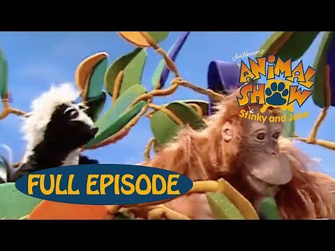 Animal Show | Orangutan 🦧 / Potto | Jim Henson Family Hub