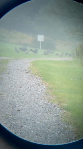 It’s a gobbling showdown! Who will rule the roost? While monitoring select turkeys as part of the Pennsylvania Game Commission’s wild turkey study, a wildlife technician recently captured two juvenile male turkeys (jakes) fighting for their place in the “pecking order,” in our state’s northcentral region. Battles like these are very common behavior during the fall when turkeys begin to flock up. Flocks often contain several old hens and their young, and occasionally hens that have not raised bro