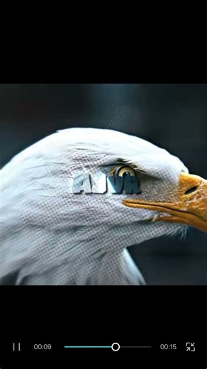 Pup and Eagle edit