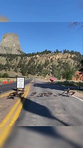 “Hup, two, three, four Keep it up, two, three, four…” By the ranks or single file, Over every turkey mile! Turkey trot activated! Turkeys are often observed walking (marching?) in single file. The formation helps maintain group cohesion and ensures safe navigation through open areas and across roads. P.S. These turkeys have annual park passes. NPS Video: Line of turkeys crossing road at @devilstowernps , WY. | National Park Service