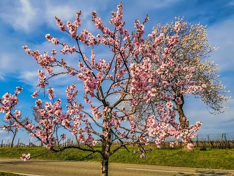 Mandelblüte in der Pfalz