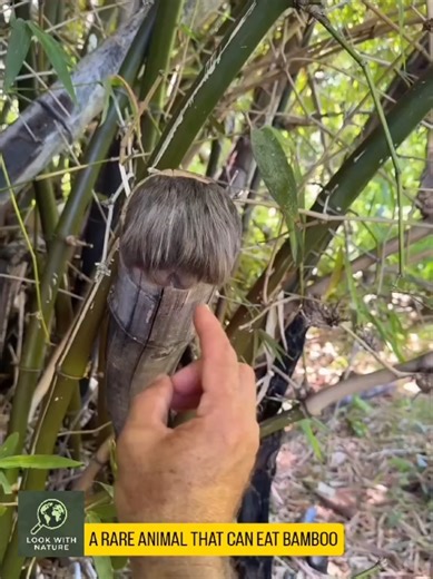 Bamboo Rats: Ecology and Role in Forest Growth