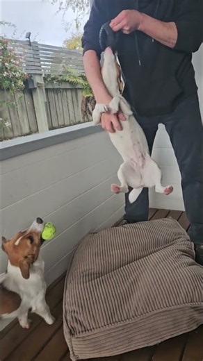That's what real Jack Russells love to do! 🐶🐾 #JackRussell #Dogs #Play #jackrussellterrier #pet